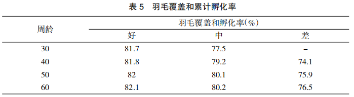 现代肉种公鸡40周后的管理重点