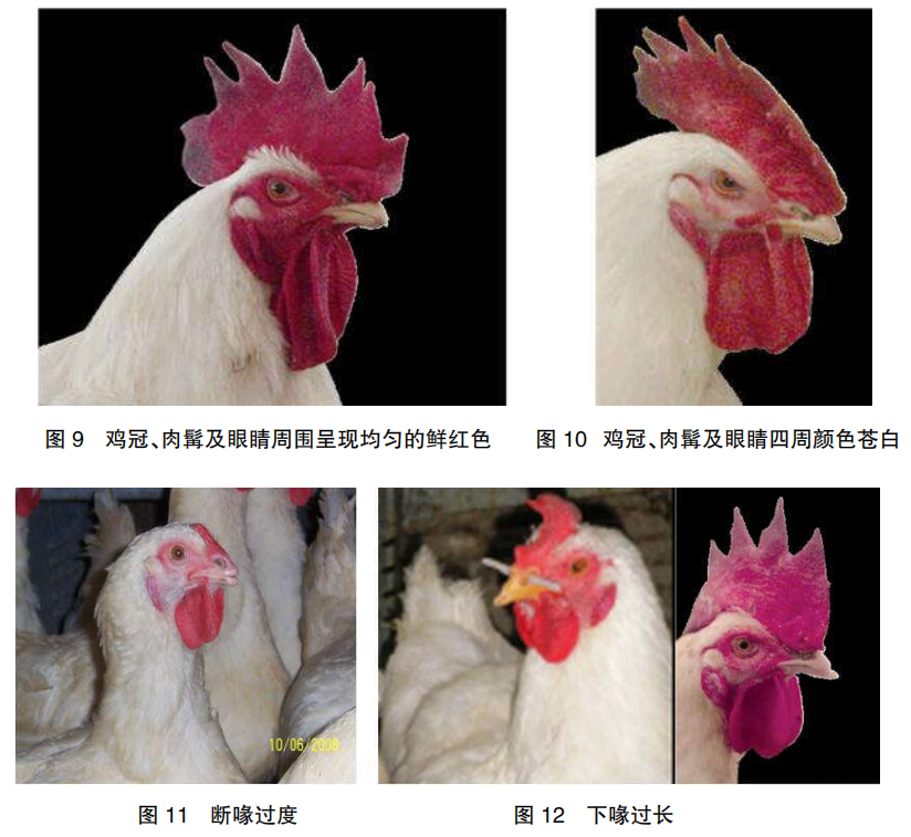 现代肉种公鸡40周后的管理重点