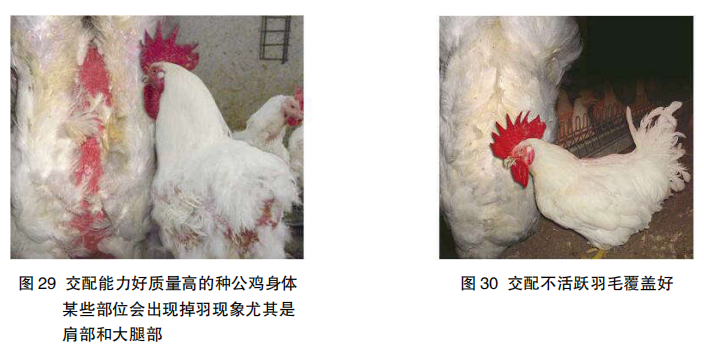 现代肉种公鸡40周后的管理重点
