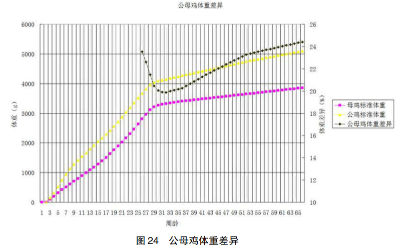 现代肉种公鸡40周后的管理重点