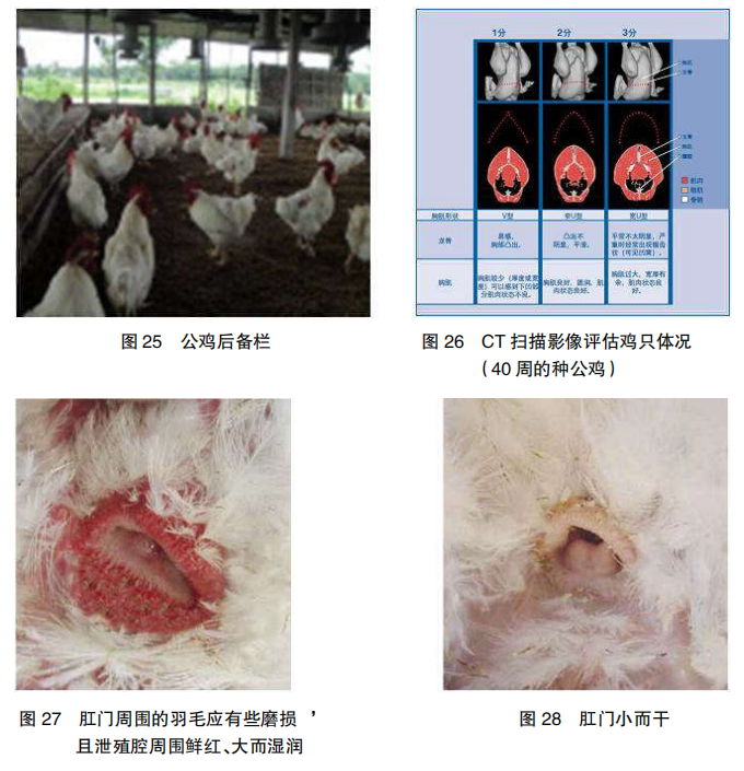 现代肉种公鸡40周后的管理重点
