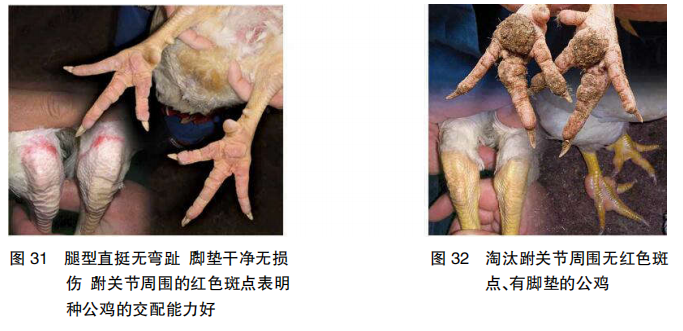 现代肉种公鸡40周后的管理重点