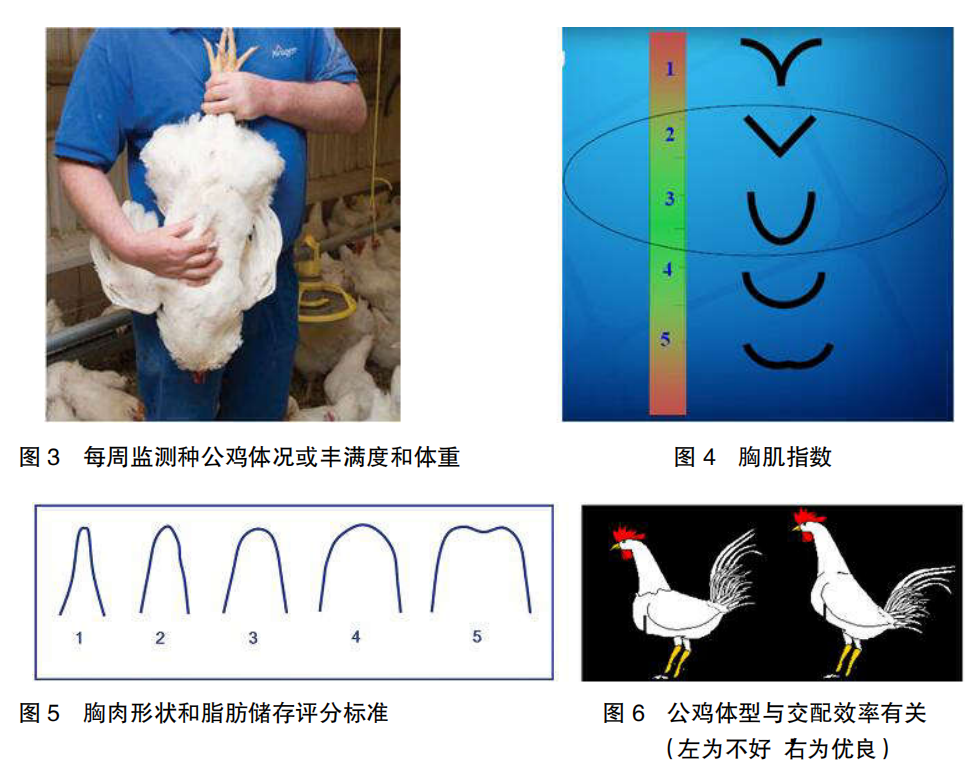 现代肉种公鸡40周后的管理重点