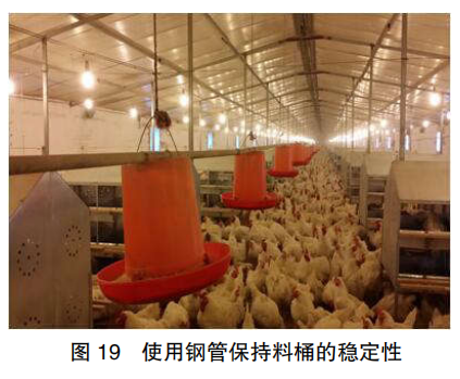 现代肉种公鸡40周后的管理重点