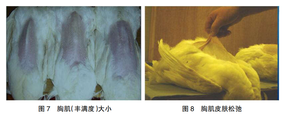 现代肉种公鸡40周后的管理重点