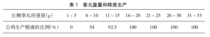 现代肉种公鸡40周后的管理重点