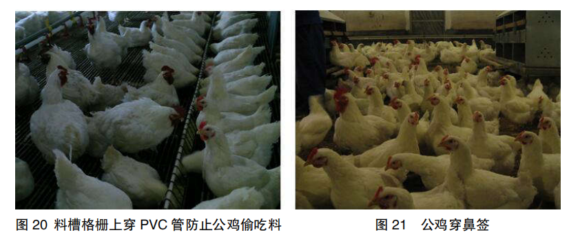 现代肉种公鸡40周后的管理重点