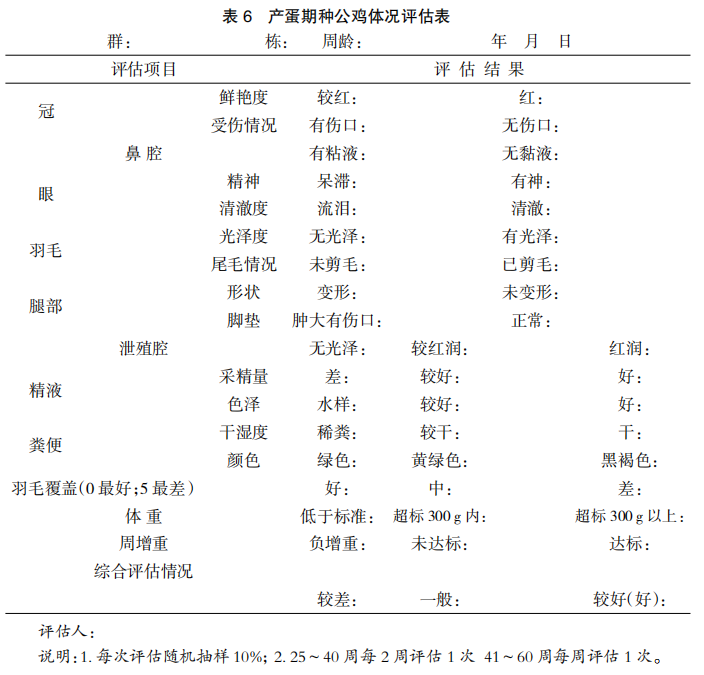 现代肉种公鸡40周后的管理重点
