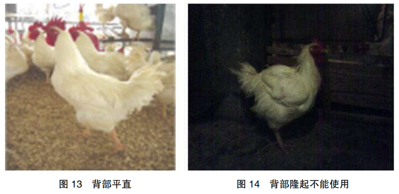 现代肉种公鸡40周后的管理重点