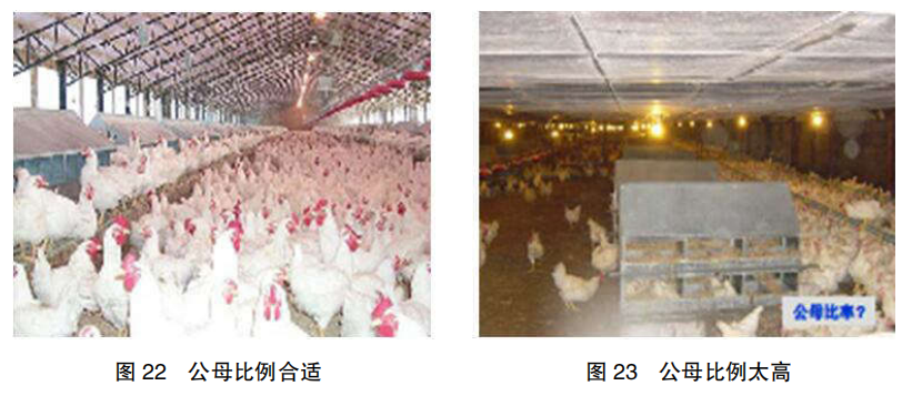现代肉种公鸡40周后的管理重点