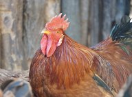 大豆黄酮在产蛋鸡生产上应用的研究进展