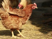 浅析饲料中霉菌毒素的管理