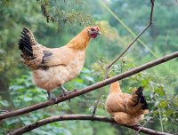 浅析饲料中霉菌毒素的管理
