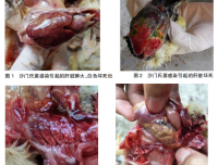 接种球虫病疫苗的鸡群育雏阶段如何正确使用药物