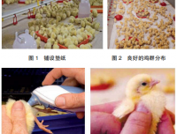 现代肉种母鸡均匀度的调控