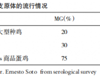 滑液囊支原体容易被忽视的几个重要方面简述