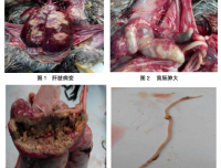1例鸡异刺线虫病与组织滴虫病混合感染的诊疗与分析