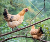 农村饲养土鸡育雏期的饲养管理技术要点