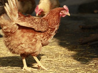 浅析饲料中霉菌毒素的管理