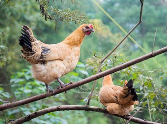 浅析饲料中霉菌毒素的管理