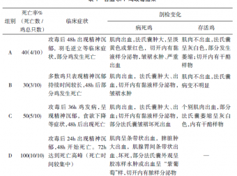 鸡传染性法氏囊病病毒不同攻毒方法致病效果试验