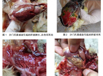 接种球虫病疫苗的鸡群育雏阶段如何正确使用药物