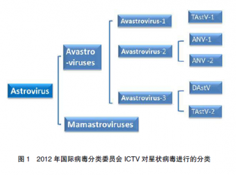 禽星状病毒感染的流行特点