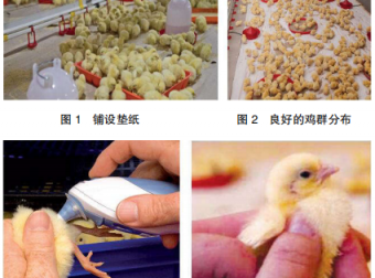 现代肉种母鸡均匀度的调控