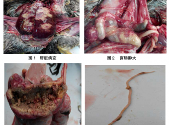 1例鸡异刺线虫病与组织滴虫病混合感染的诊疗与分析