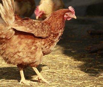 鸡Ⅰ群禽腺病毒病的流行与防控