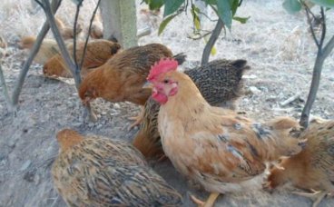 怎样养鸡才能赚钱?夏末秋初养鸡重点工作