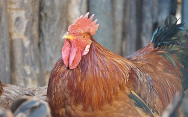 中国肉鸽种质资源研究和品种选育任重道远