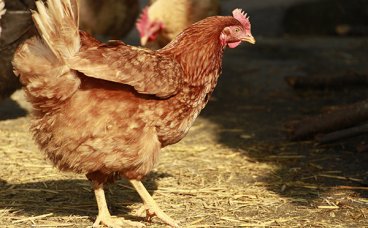 血凝试验和血凝抑制试验的操作细节经验浅析