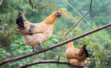 1例鸭瘟并发大肠杆菌病的诊治与体会