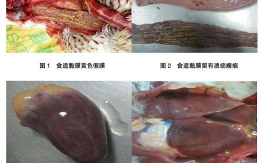 2例蛋鸭感染鸭瘟的诊治报告