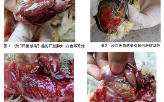 接种球虫病疫苗的鸡群育雏阶段如何正确使用药物