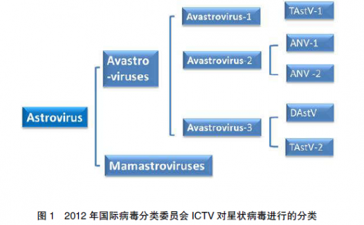 禽星状病毒感染的流行特点