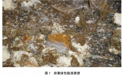 肉用种鸡急性传染性喉气管炎的诊治