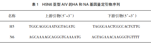 1株H5N6亚型禽流感病毒的分离、鉴定与致病性研究