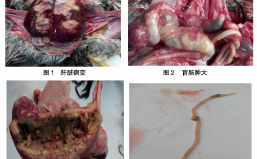 1例鸡异刺线虫病与组织滴虫病混合感染的诊疗与分析