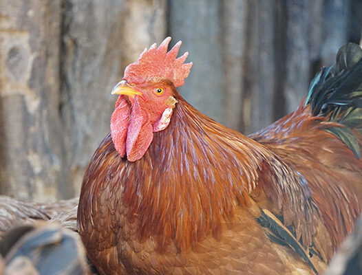 肉鸡病毒性关节炎的防治