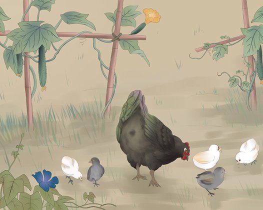 1起小鸡小肠球虫病并发坏死性肠类的诊治