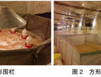 现代肉种鸡育雏实际操作方法(一)