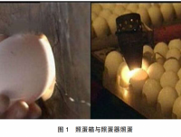 鹅种蛋孵化效果的检查