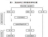 鸿光麻鸡配套系核心种群禽白血病净化进展