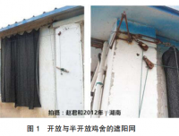 育成鸡场的不当行为延伸给蛋鸡的负效应