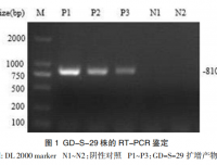1株禽传染性脑脊髓炎病毒分离鉴定及致病性研究