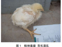 肉鸡传染性法氏囊病的防治