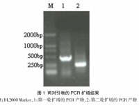 鸭疫里默氏杆菌套式PCR检测方法的建立和应用