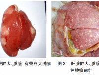 禽白血病的防控措施